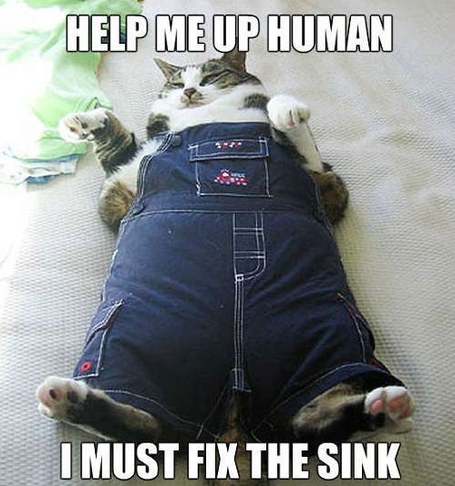 cat plumbing memes.jpg
